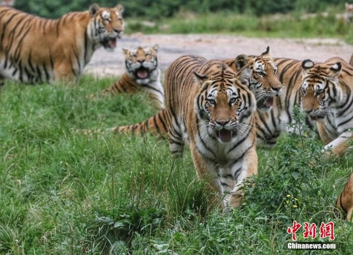 黑龍江省牡丹江市，中國橫道河子貓科動物飼養(yǎng)繁育中心內的老虎。