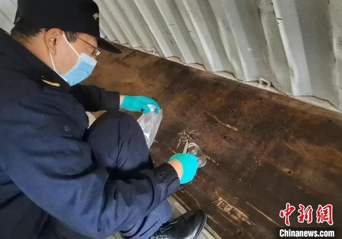 張家港海關(guān)工作人員截獲捕鳥蛛?！⊥踅〕?攝