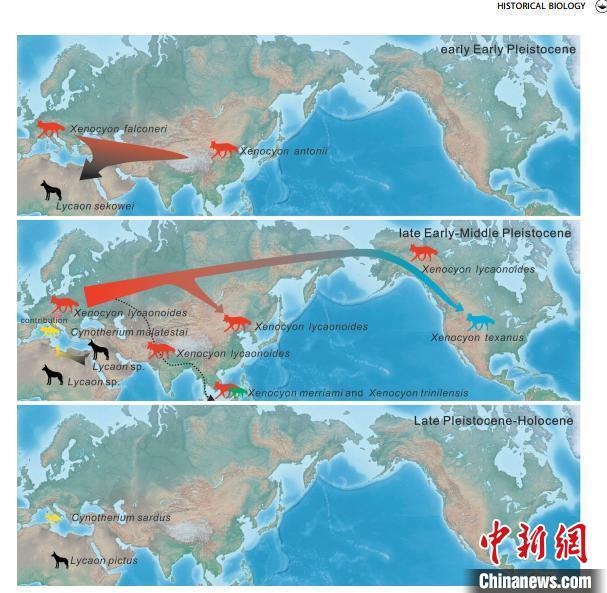 非洲野犬-異豺支系的演化脈絡(luò)圖?！≈锌圃汗偶棺邓?供圖