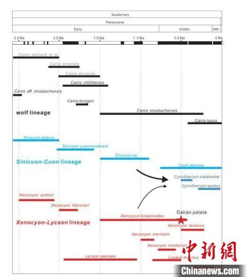 第四紀(jì)主要犬族成員分布年代圖?！≈锌圃汗偶棺邓?供圖