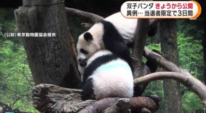 12日，日本東京上野動物園的旅日雙胞胎熊貓開始同游客見面。(圖片來源：日本富士電視臺視頻截圖)