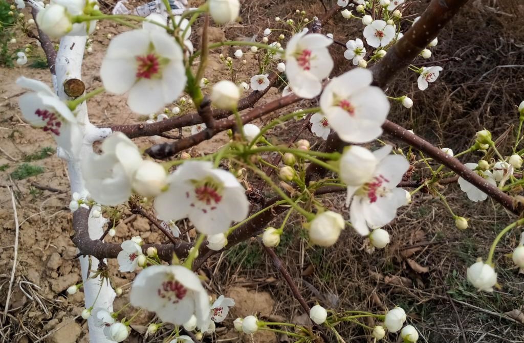 這是拍攝的汾西縣后加樓村盛開的梨花。(受訪者供圖)