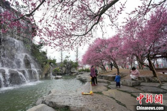 2月23日，市民在乾藝梅園景區(qū)觀賞綻放的梅花。陳興輝 攝