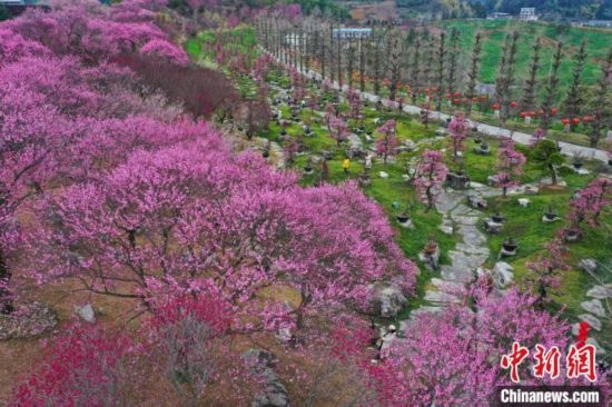 2月23日，航拍乾藝梅園景區(qū)綻放的梅花。瞿宏倫 攝