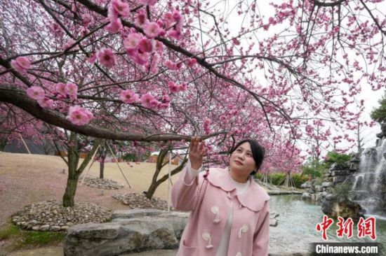 2月23日，市民在乾藝梅園景區(qū)觀賞綻放的梅花。陳興輝 攝