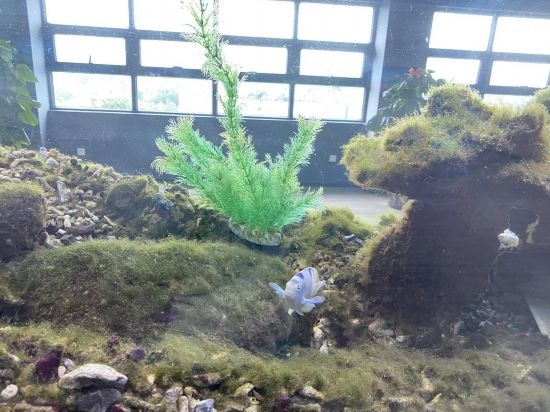 圖為寶鋼湛江鋼鐵水控中心，觀賞海魚在鋼渣漁礁里游動