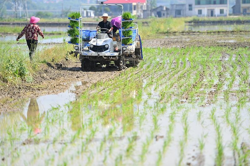 △2023年4月26日，湖南湘潭市雨湖區(qū)姜畬鎮(zhèn)易建河村的一處高標(biāo)準(zhǔn)農(nóng)田，農(nóng)民駕駛插秧機(jī)插秧。