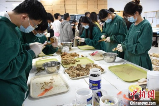 圖為鄭州大學(xué)在校大學(xué)生正在清理骨骼標(biāo)本。王宇 攝