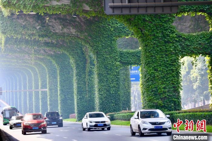 車輛從長滿爬山虎的橋墩旁經過?！埨?攝