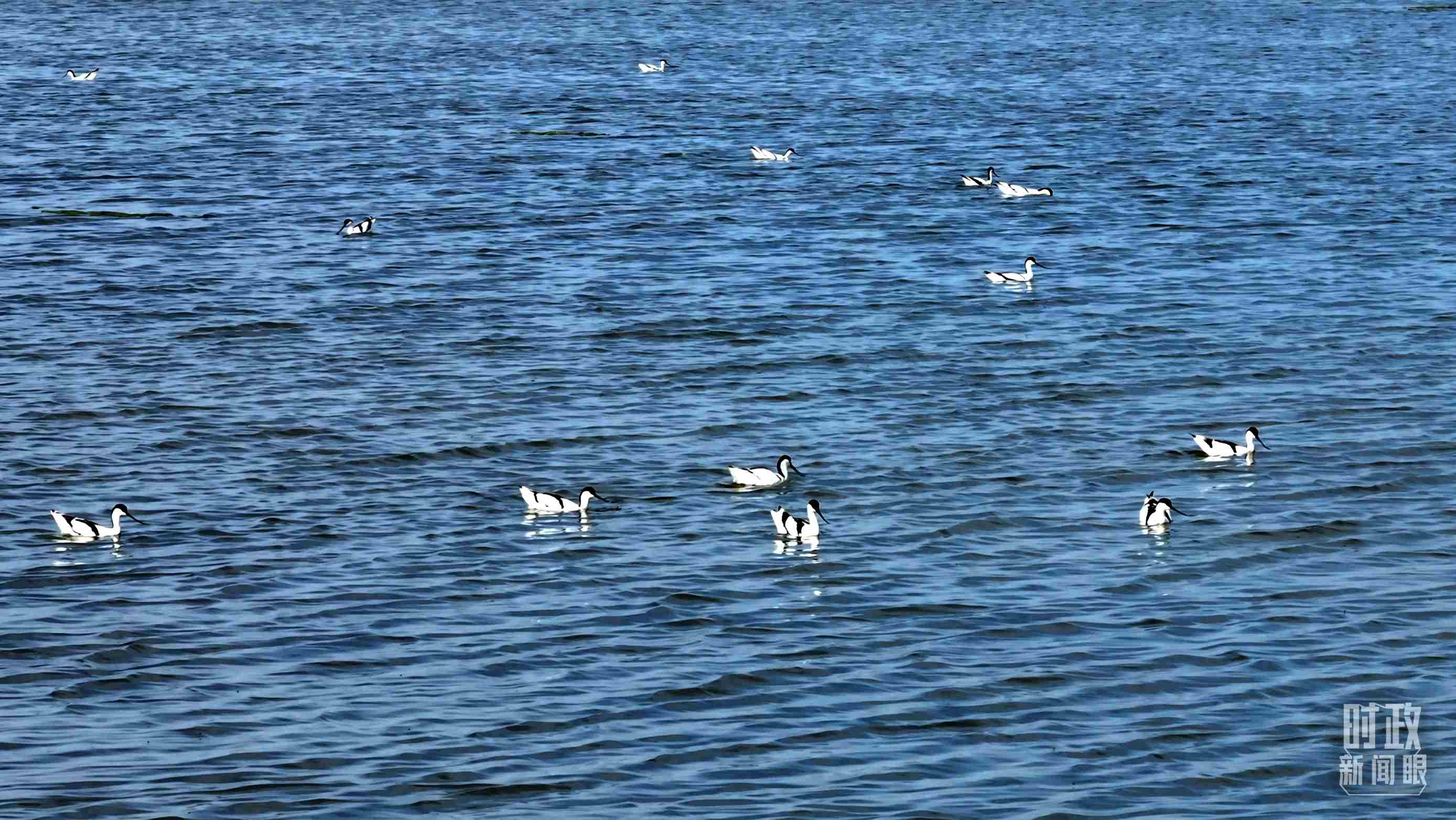 △鹽湖棲息的鳥類。（總臺記者裴大偉、康曉宇拍攝）