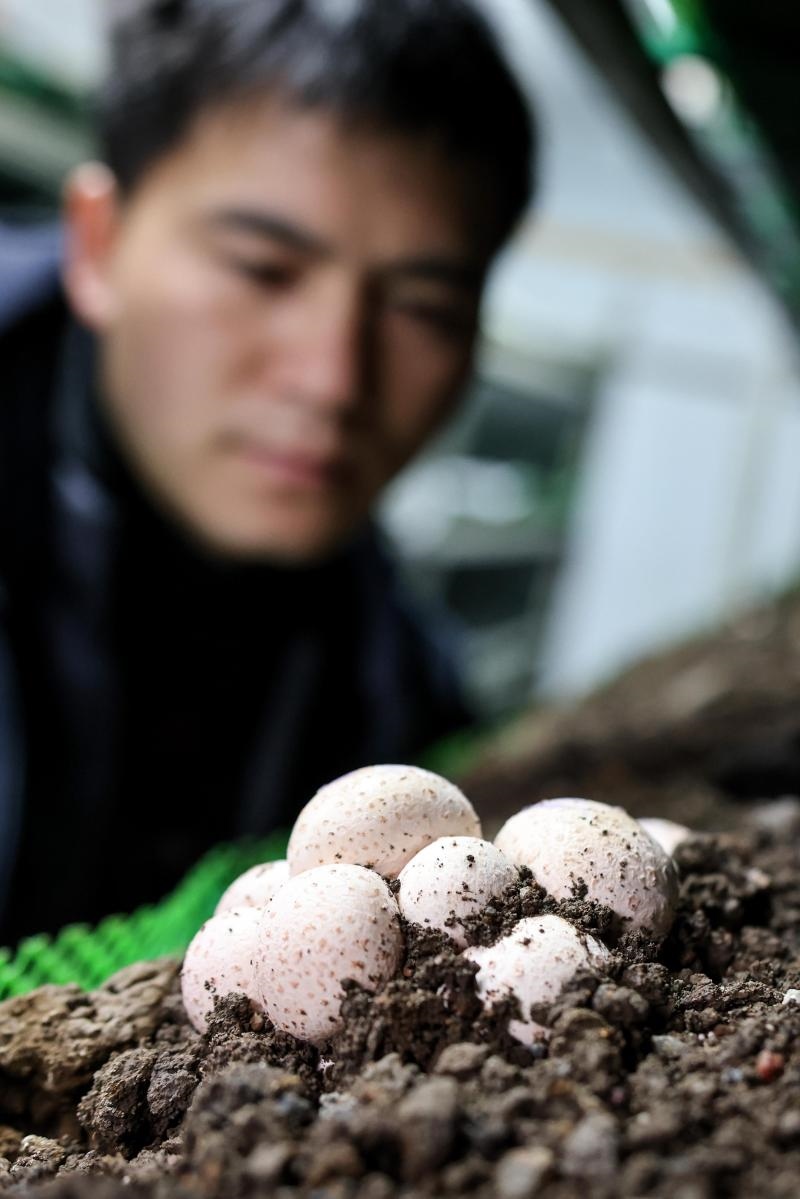 工作人員在貴陽(yáng)市白云區(qū)食用菌產(chǎn)業(yè)示范園智能菇房?jī)?nèi)查看菌菇生長(zhǎng)情況（2022年2月14日攝）。新華社記者 歐東衢 攝