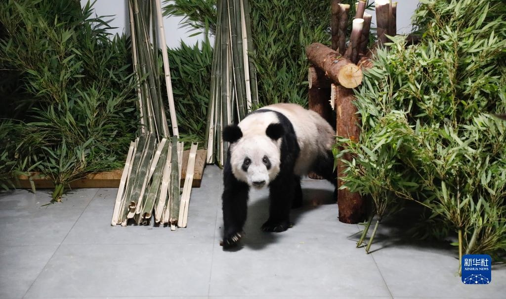 5月29日，大熊貓“丫丫”回到北京動物園。新華社發(fā)（付卓新 攝）