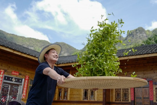 2023年4月19日，重慶市南川區(qū)德隆鎮(zhèn)茶樹村一個居民點，制茶工藝傳承人在幫助村民翻曬新鮮茶葉。