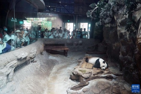 6月22日，游客在北京動物園大熊貓館參觀。新華社記者 任超 攝