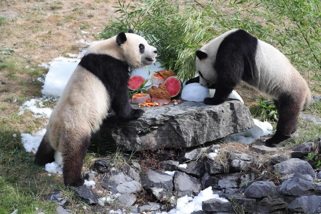 在比利時(shí)天堂動(dòng)物園，大熊貓“寶弟”（左）、“寶妹”享用“生日大餐”。