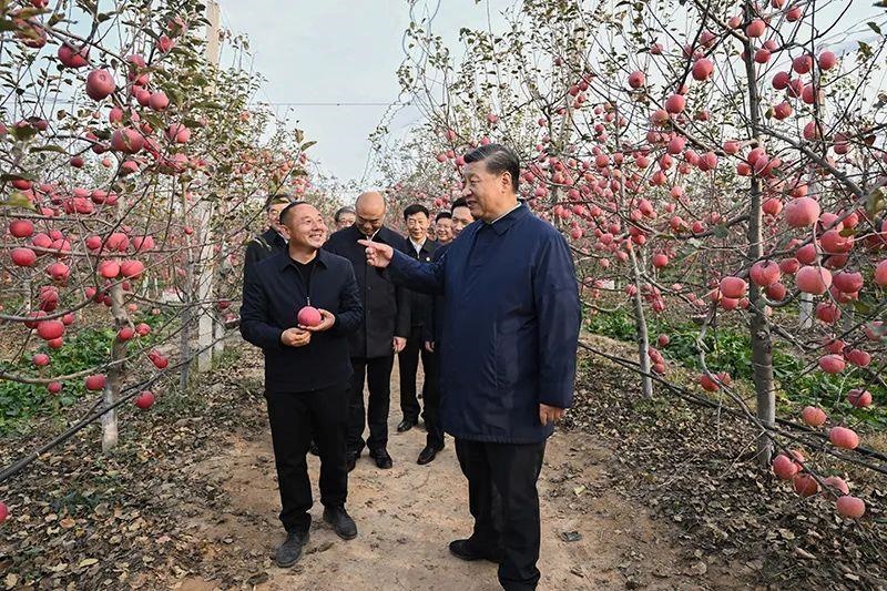 △2022年10月26日，陜西延安高橋鎮(zhèn)南溝村，習(xí)近平總書記走進(jìn)果園，向現(xiàn)場(chǎng)采摘的果農(nóng)了解蘋果收成。