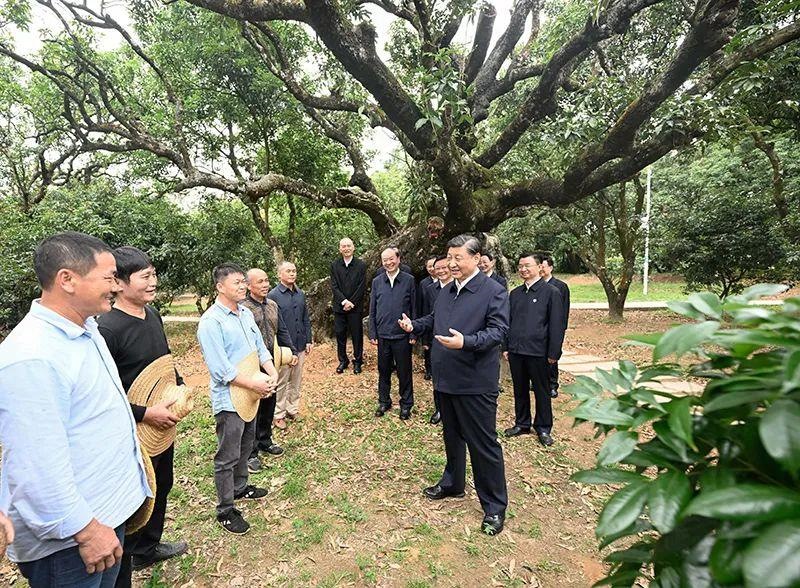 △今年4月11日，習(xí)近平總書記在廣東茂名高州市根子鎮(zhèn)柏橋村荔枝種植園，同現(xiàn)場(chǎng)技術(shù)人員親切交流。