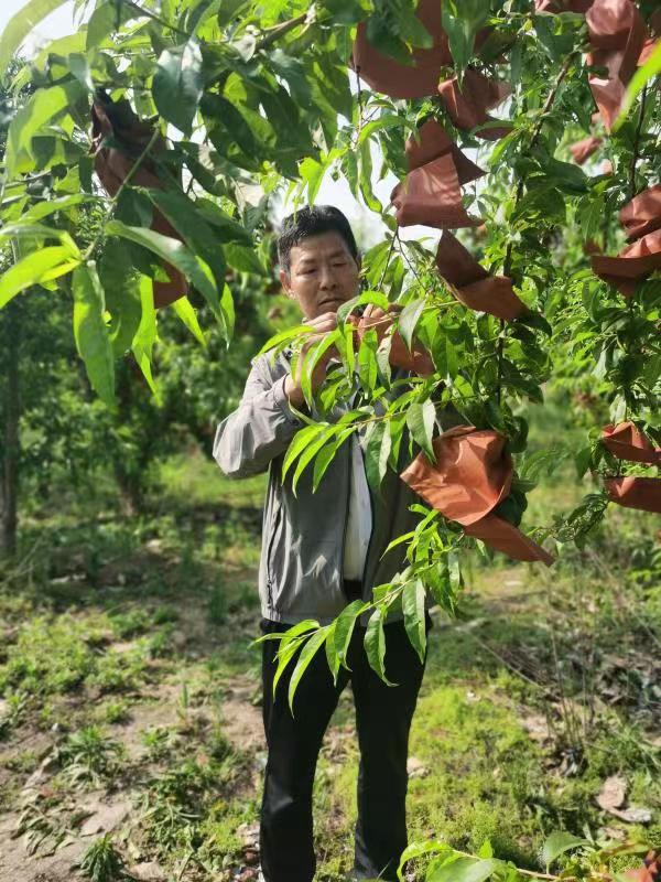 河南長(zhǎng)垣樊相鎮(zhèn)谷寨采摘園。王紹紹攝