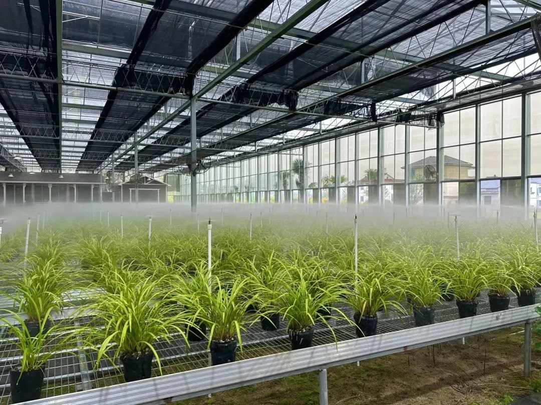 浙江省紹興市柯橋區(qū)漓渚鎮(zhèn)棠棣村的蘭花種植基地。靜玄 攝