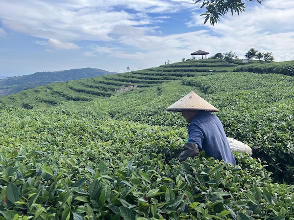 茶農(nóng)正在茶園中采茶。人民網(wǎng) 高清揚(yáng)攝
