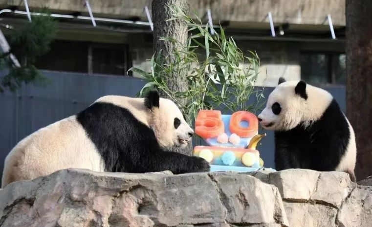 2022年，美國國家動物園舉辦活動慶祝大熊貓抵美50周年，園方為大熊貓“美香”“添添”和“小奇跡”一家三口準(zhǔn)備了有“50”字樣的冰凍水果蛋糕。（圖片來源：雅安市廣播電視臺）