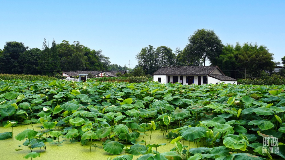 四川眉山，永豐村荷塘。2022年6月，習(xí)近平曾到此調(diào)研鄉(xiāng)村振興情況。（總臺央廣記者潘毅拍攝）