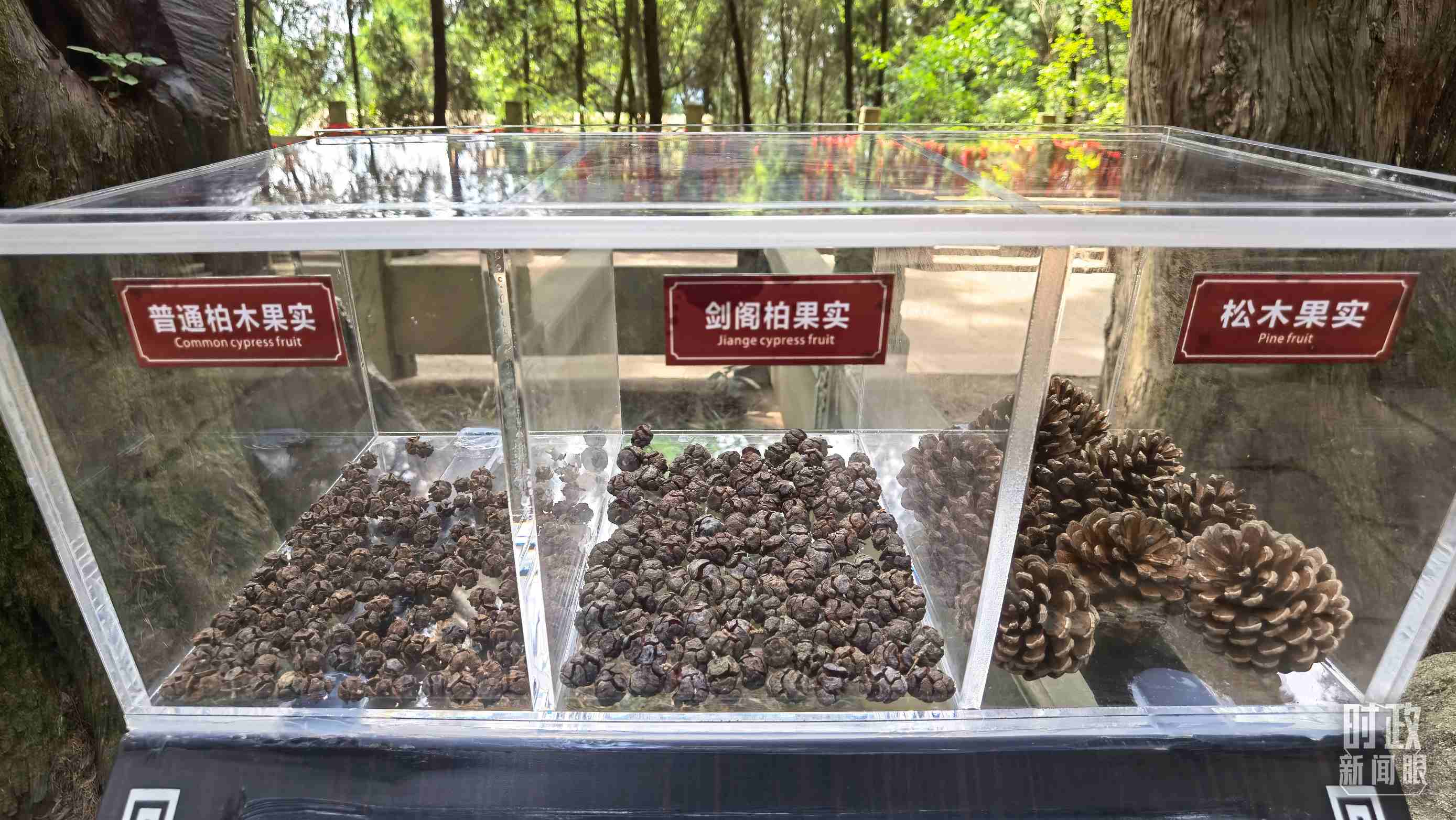 △翠云廊古蜀道，現(xiàn)場陳列的柏木和松木果實。（總臺央視記者石丞拍攝）