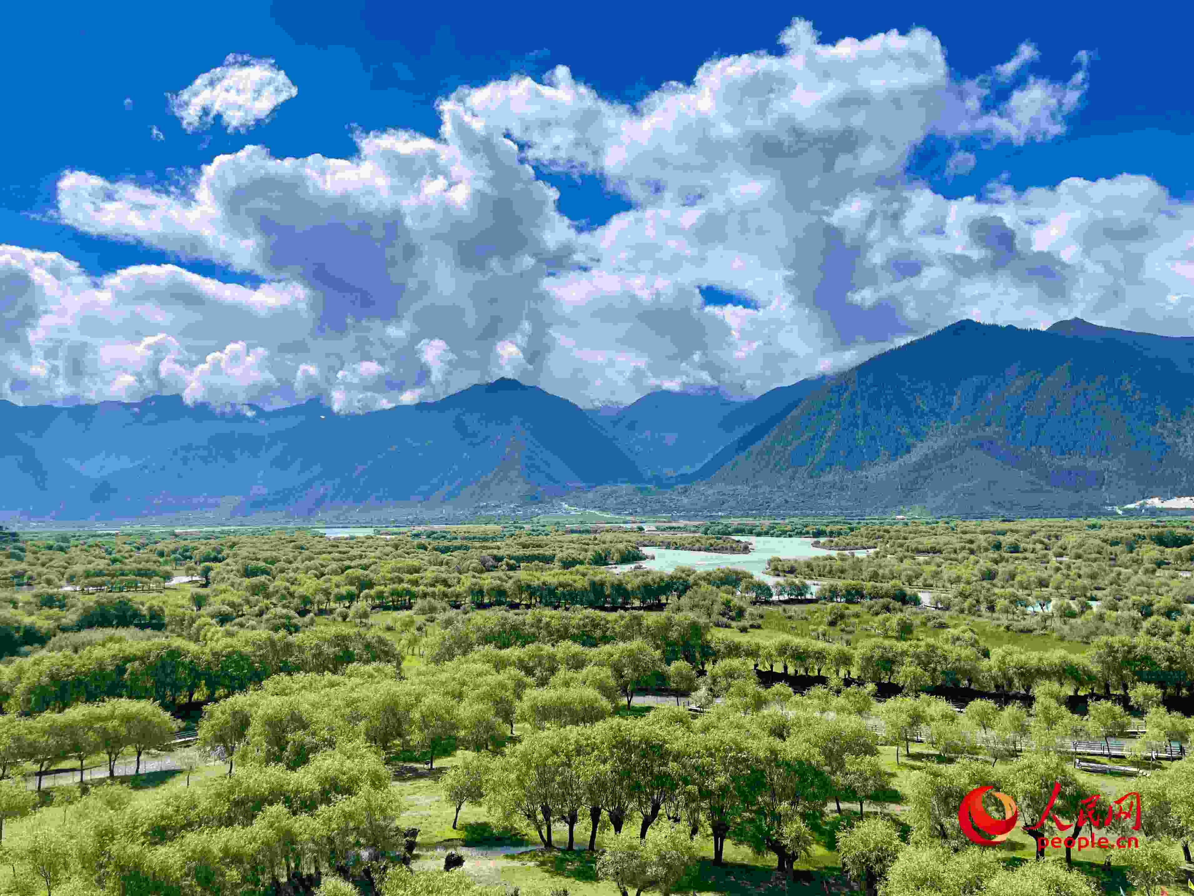 夏日的雅尼國家濕地公園生機盎然，如詩如畫。人民網(wǎng) 周靜圓攝