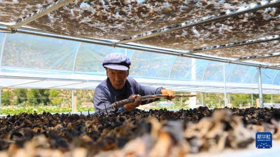 7月29日，在卓尼縣納浪鎮(zhèn)納浪村黑木耳種植基地，農(nóng)戶在翻曬黑木耳。