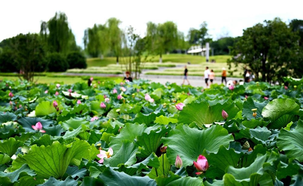 市民在天漢濕地公園內(nèi)休閑賞景。