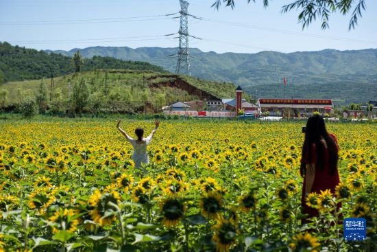 8月12日，游客在寧夏固原市涇源縣大灣鄉(xiāng)楊嶺村向日葵田中拍照。新華社記者 李旭倫 攝