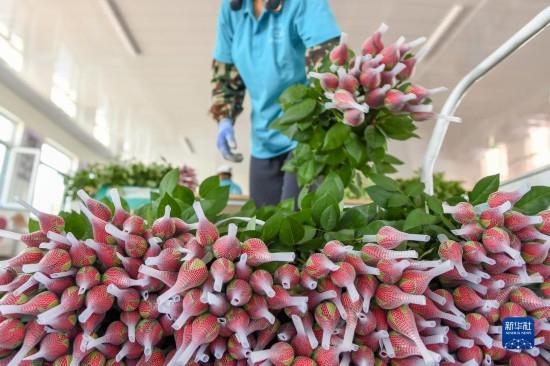 8月17日，農(nóng)民在吉林省德惠市朱城子鎮(zhèn)沿河村程雪家庭農(nóng)場打包玫瑰花。新華社記者 張楠 攝