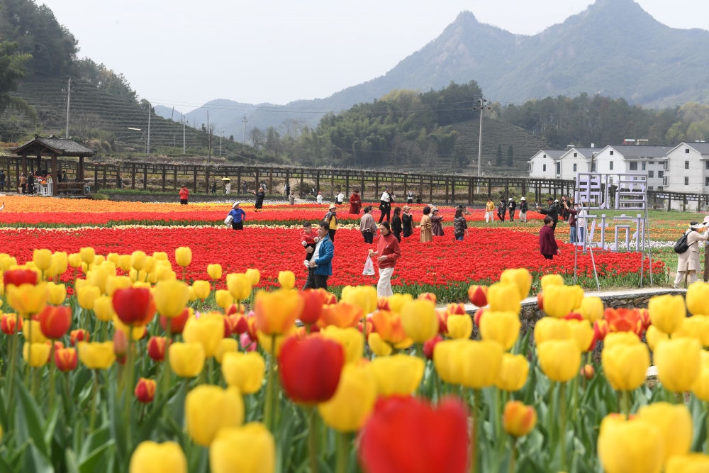 金華市浦江縣210省道旁的鮮花農場（3月28日攝）。新華社記者 翁忻旸 攝