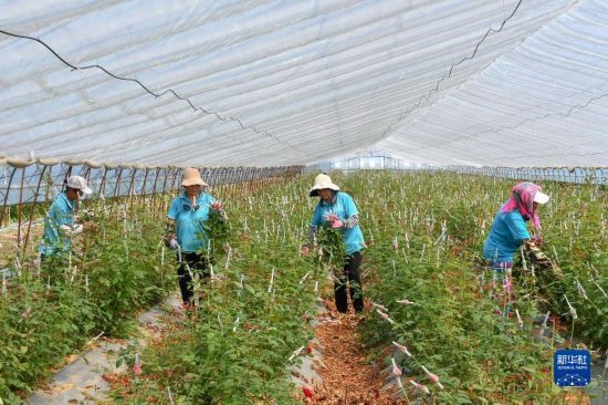 8月17日，農(nóng)民在吉林省德惠市朱城子鎮(zhèn)沿河村程雪家庭農(nóng)場采摘玫瑰花。新華社記者 張楠 攝