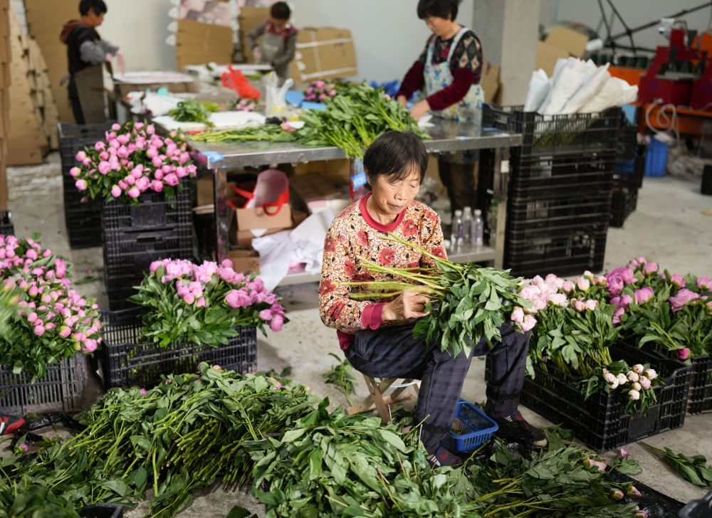在浦江縣杭坪鎮(zhèn)烏漿村的鮮花種植基地，村民在處理芍藥鮮切花，準備發(fā)往各地（5月23日攝）。新華社記者 翁忻旸 攝