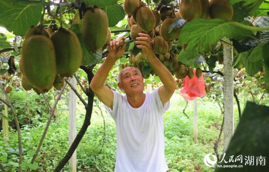 “農(nóng)民專家”丁清清在果園里采摘。 人民網(wǎng)記者 劉賓攝