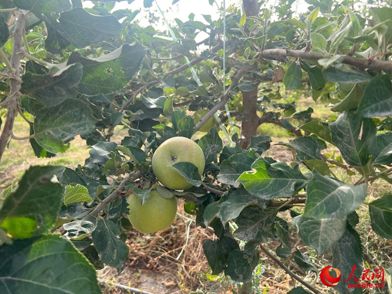 已有蘋果掛在枝頭，10月底即可成熟。人民網(wǎng)記者 常雪梅攝