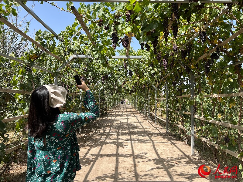 新疆閩龍達干果產業(yè)有限公司內種植的葡萄。人民網(wǎng)記者 常雪梅攝
