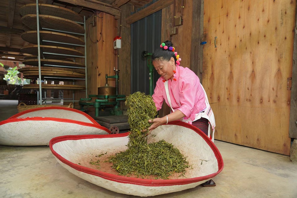 當(dāng)?shù)卮迕裾谌嗄聿枞~。普洱景邁山古茶林保護(hù)管理局供圖
