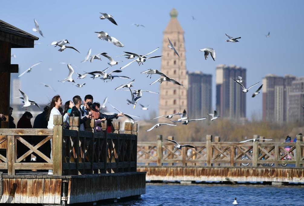 市民在寧夏銀川市海寶公園觀賞候鳥（2023年3月12日攝）。新華社記者王鵬 攝