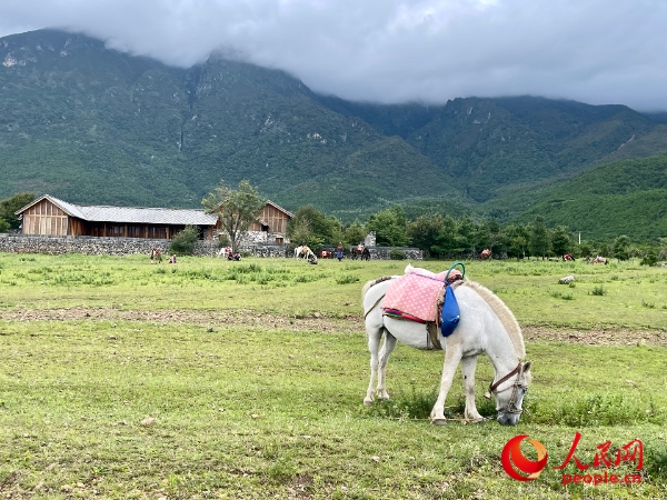 玉湖村附近草甸。人民網(wǎng) 周靜圓攝