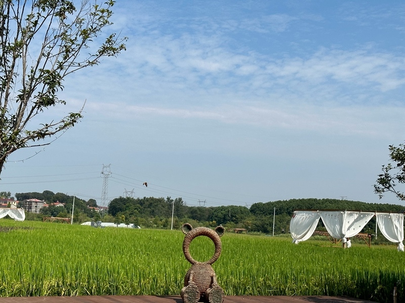林語未來村打造農(nóng)家畈田園綜合體。人民網(wǎng) 王紹紹攝