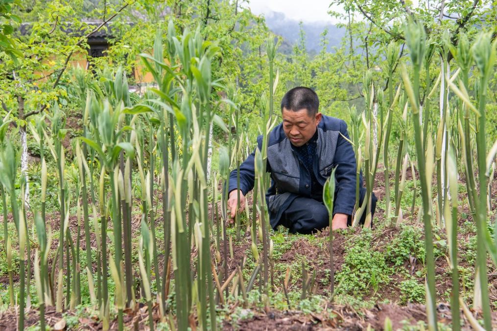 4月14日，村民陳朋在地里管護(hù)種植的黃精。新華社記者 唐奕 攝