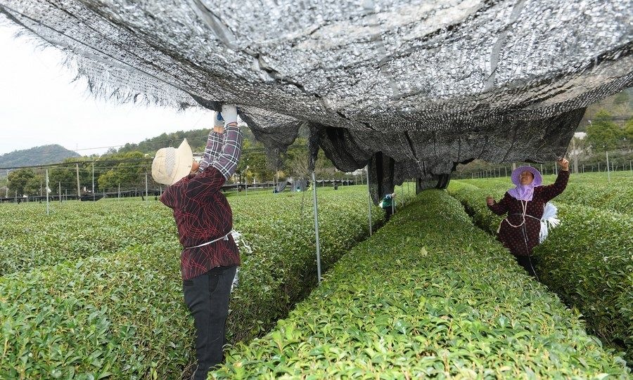  在浙江省紹興市越城區(qū)富盛鎮(zhèn)抹茶生產基地，農戶為茶樹拉遮陽網（2023年2月28日攝）。