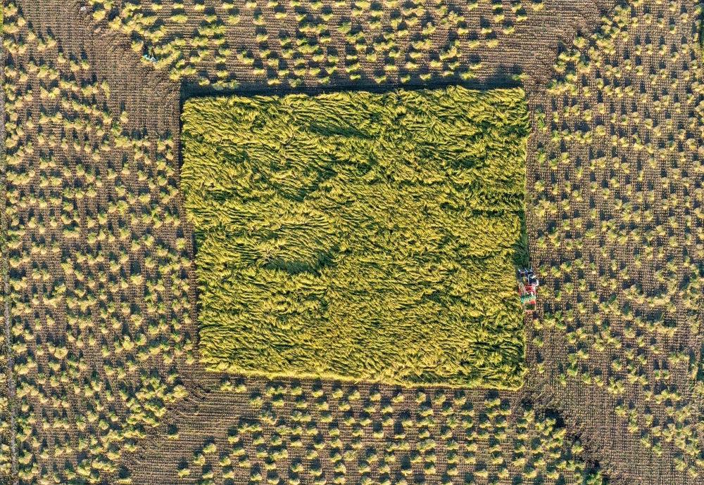 在吉林省舒蘭市平安鎮(zhèn)金星村，農(nóng)民駕駛農(nóng)機收割水稻（2023年9月21日攝，無人機照片）。新華社記者 張楠 攝