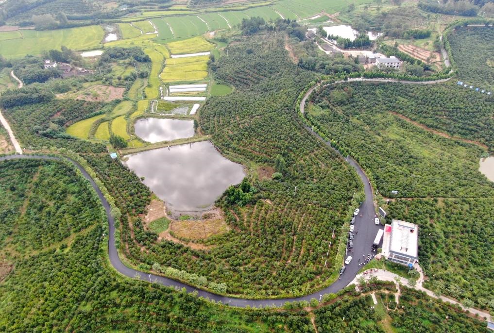 這是2020年8月25日拍攝的河南省光山縣槐店鄉(xiāng)司馬光油茶園（無人機照片）。新華社記者郝源攝