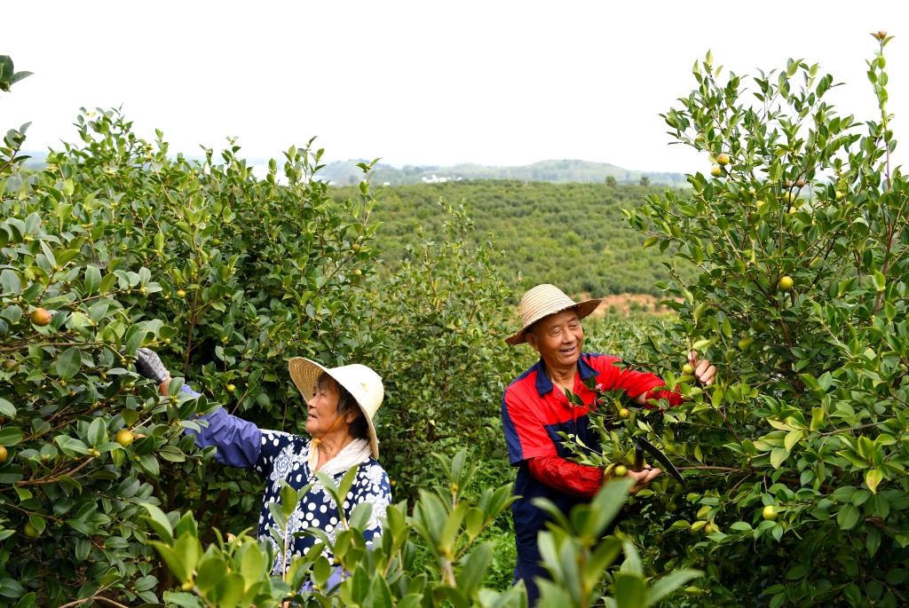 2020年8月25日，村民在河南省光山縣槐店鄉(xiāng)司馬光油茶園內(nèi)勞作。新華社記者郝源攝