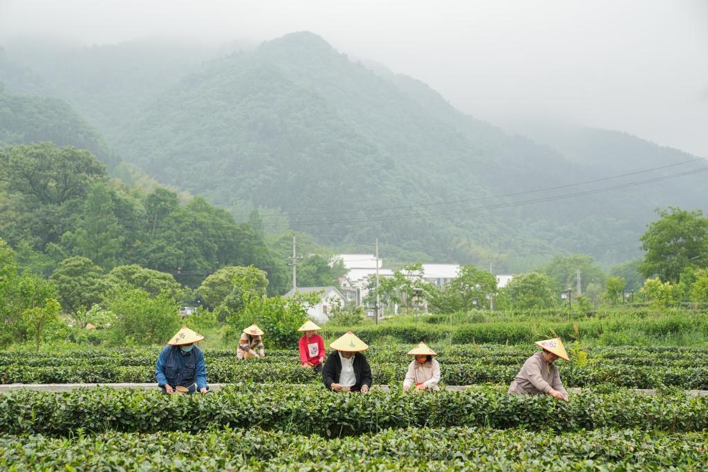 2022年5月11日，村民在大灣村生態(tài)茶園內(nèi)采摘茶葉。新華社記者杜宇攝