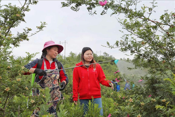 王永華（右一）向龍鳳村村民傳授噴灑農(nóng)藥技術(shù)要領(lǐng)。受訪者供圖