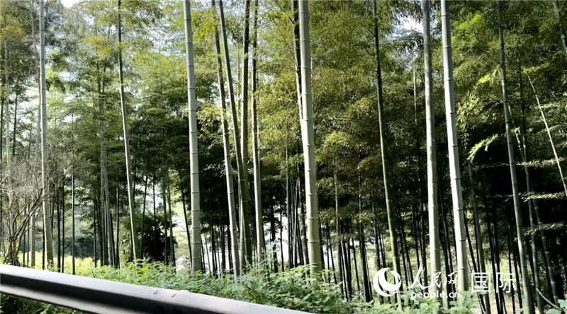 沿途中的竹林。人民網(wǎng)記者 周雨攝